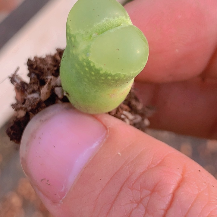 4888885888858899999666