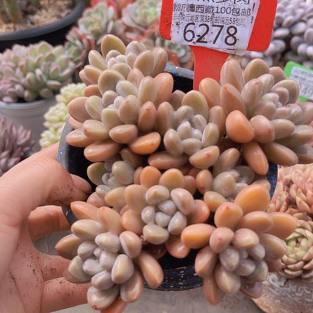 6278香玉。
