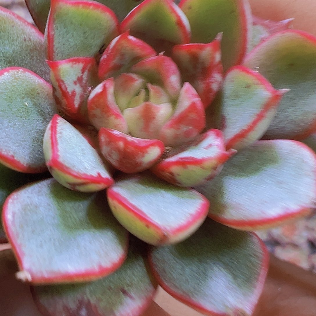 向日葵5个19包邮多肉植物