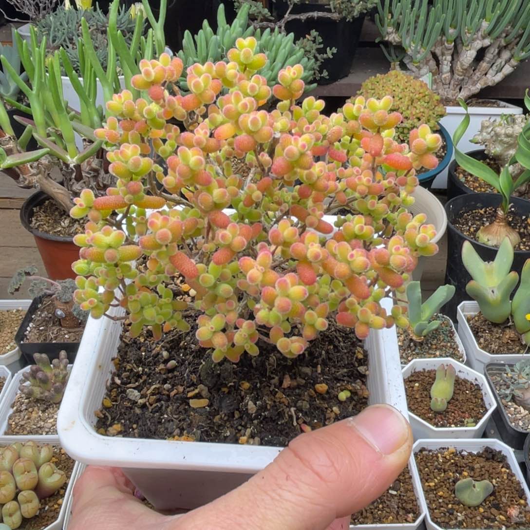 金桔糖球9cm多肉。    