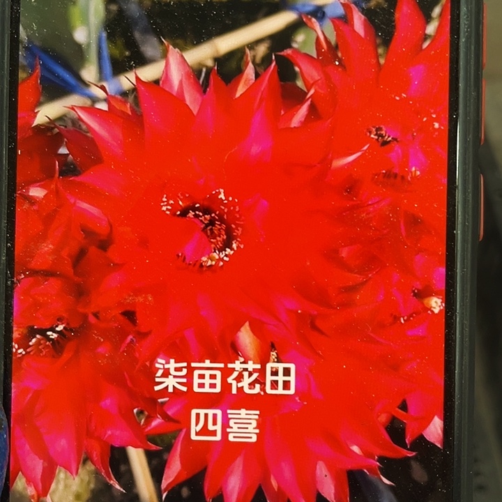 四喜侧芽歪6公分以上满18包邮