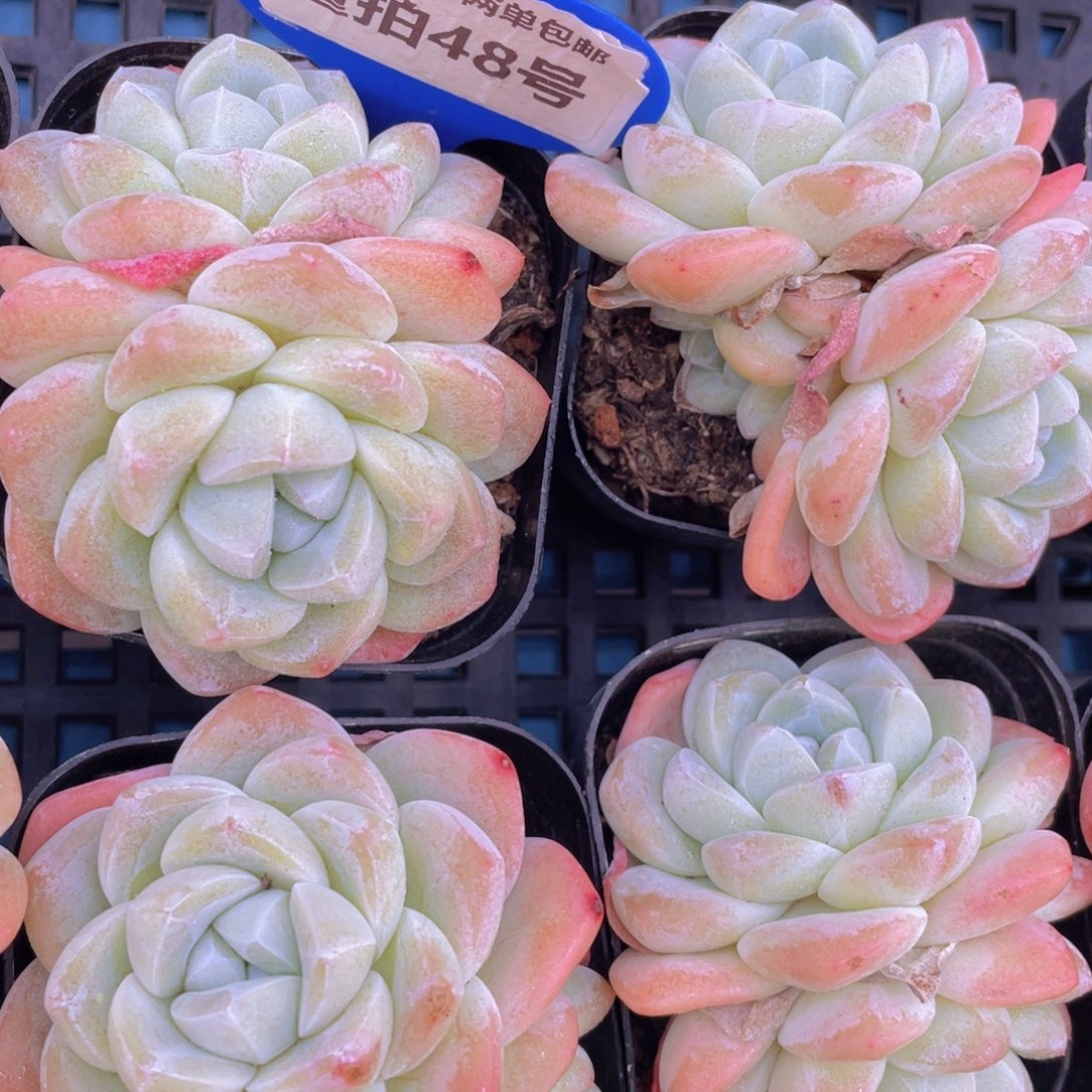 量拍48号奶油凝脂胖冰玉双头一个m