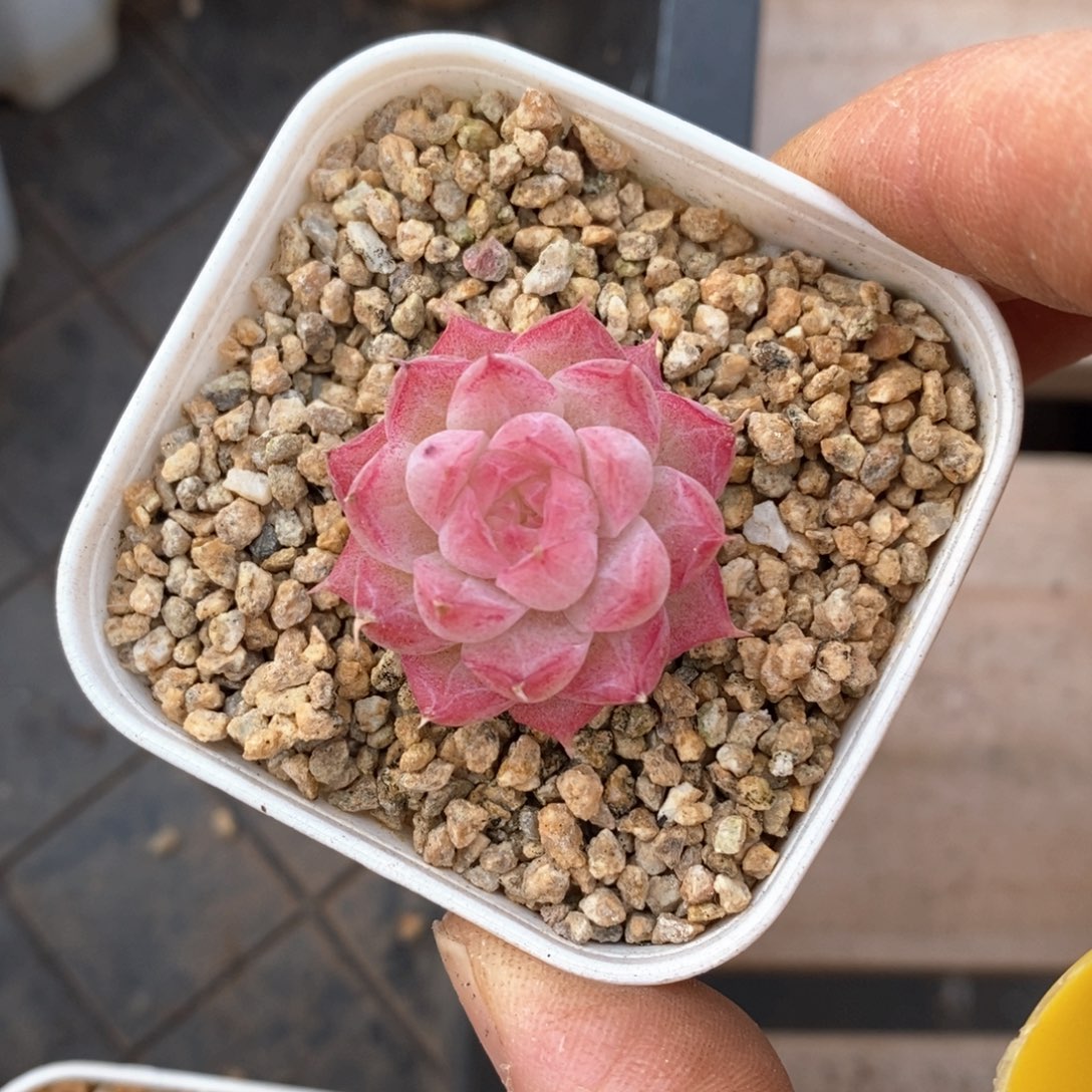 精品多肉一物一拍不包整27