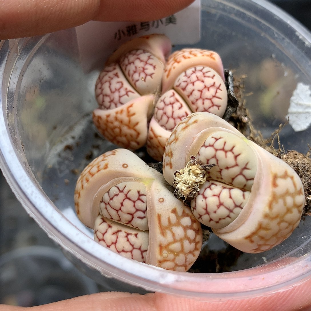 D415多肉植物保护