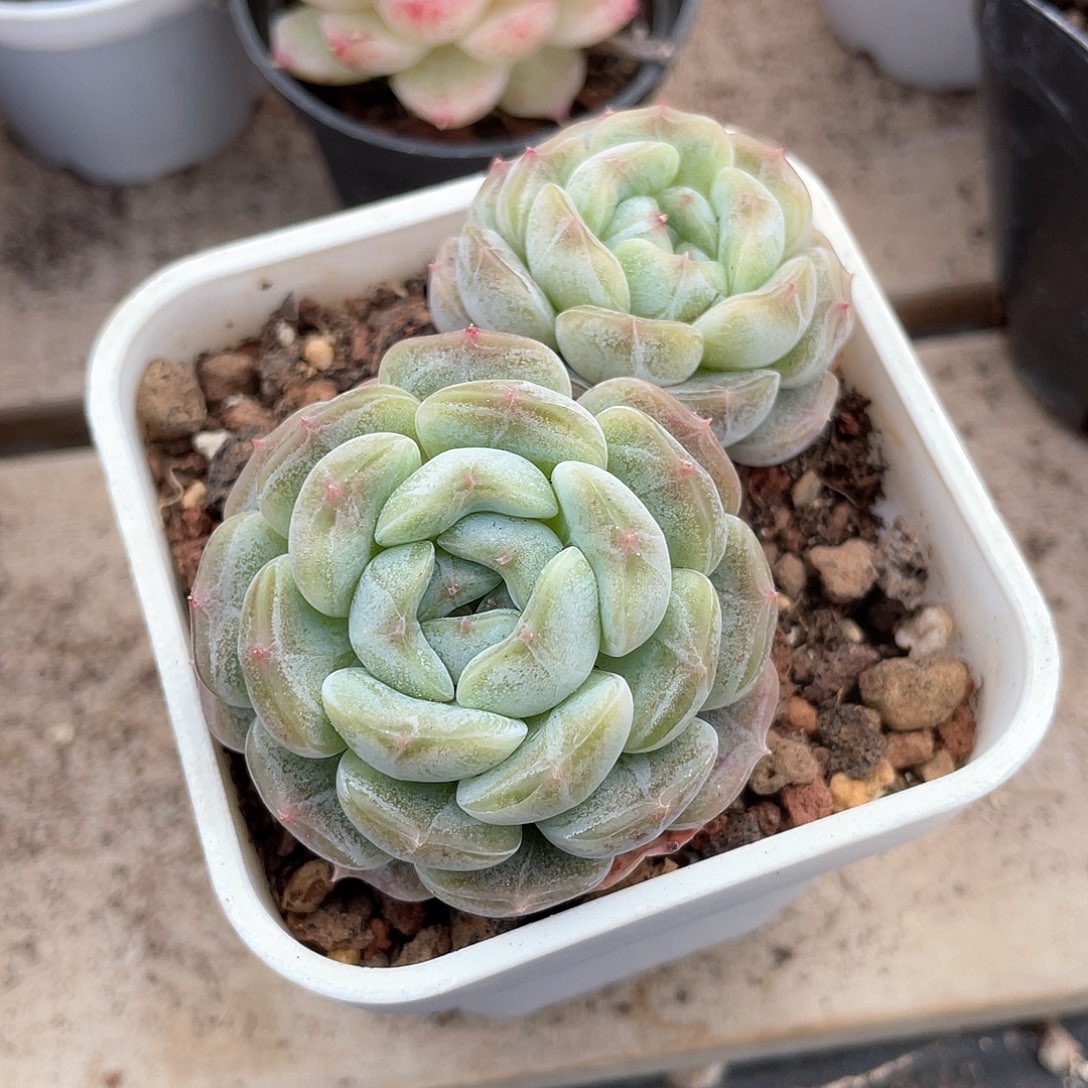 优选粉钻精品1016