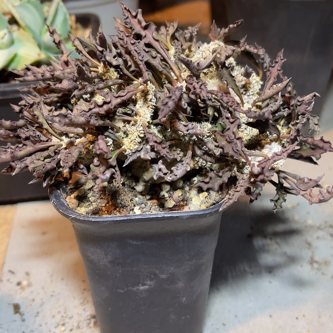 皱叶麒麟缀化一物一拍