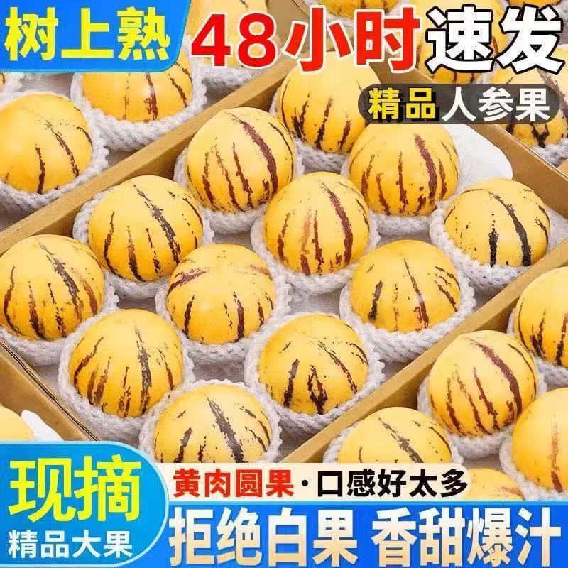 【奶香多汁】云南石林黄心树上人参果新鲜应季水果低糖现摘大果批发