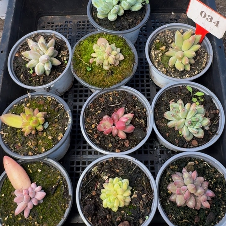 034多肉植物一物一拍
