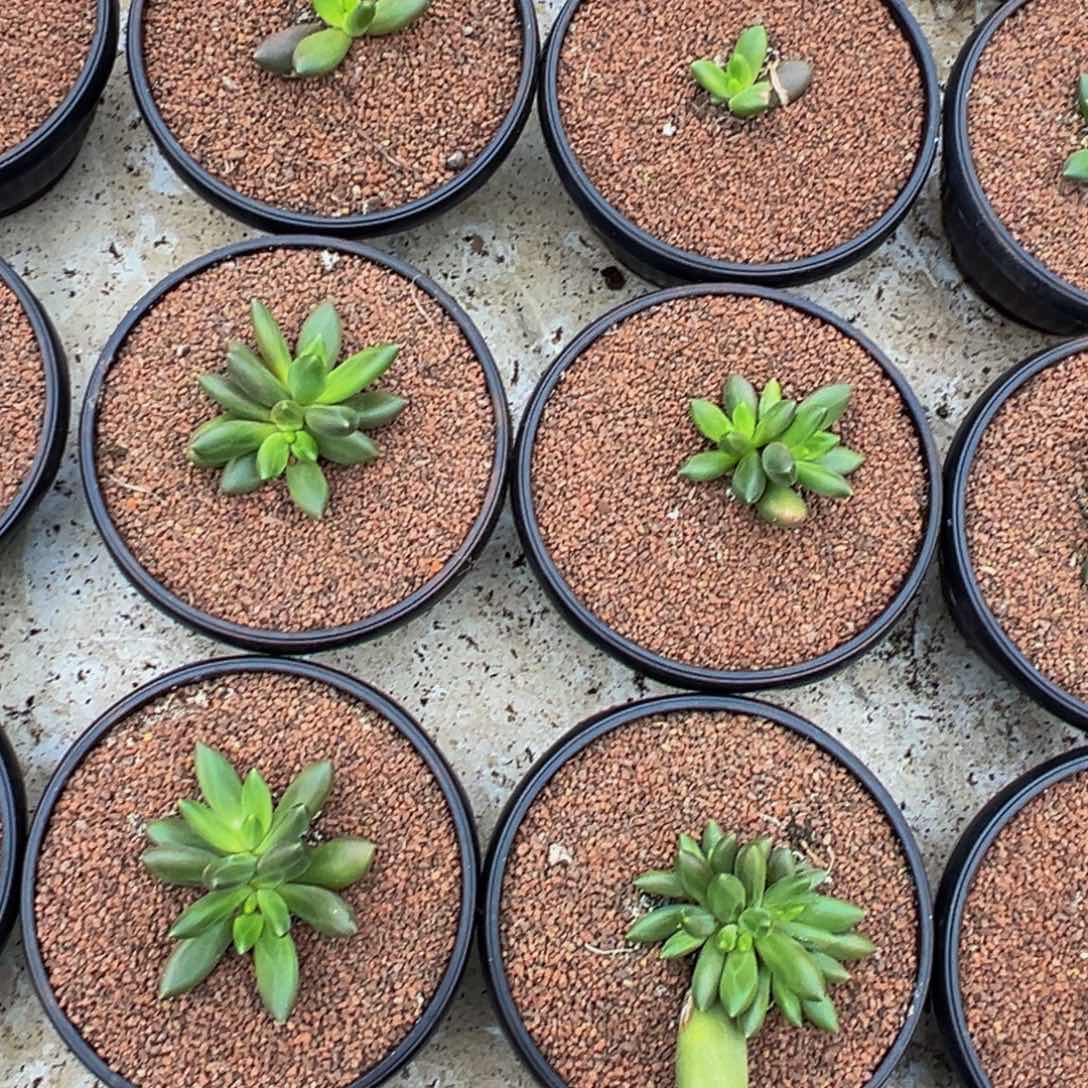 琴***花一颗肉肉看看看看看看