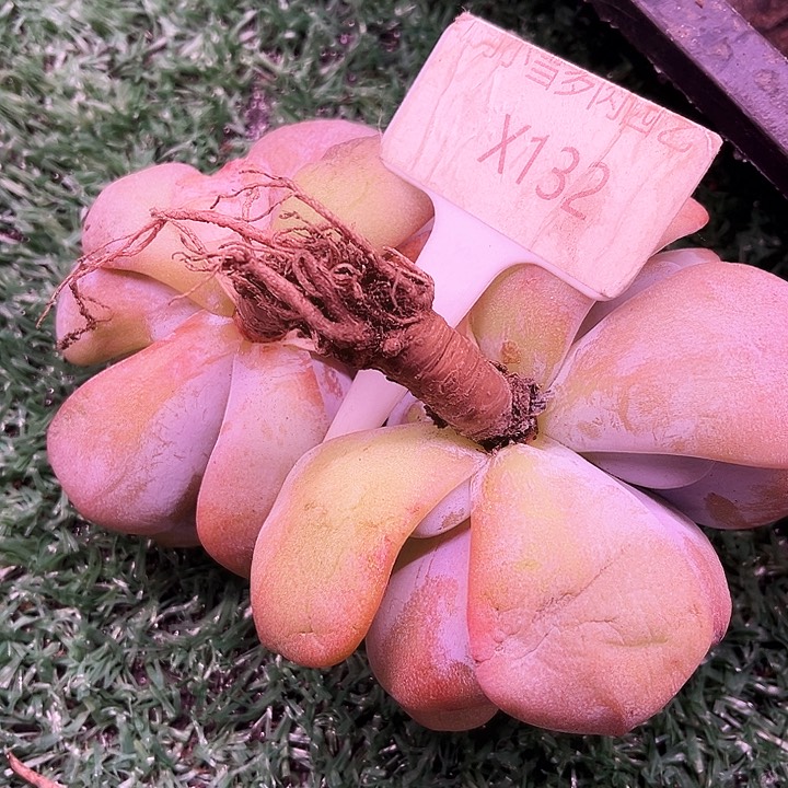 翩*-我是你的小可爱啊我的小可爱