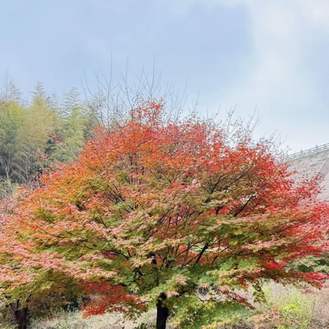 鸡爪槭庭院绿植花卉易活好养观赏植物树木种类黄绿红色