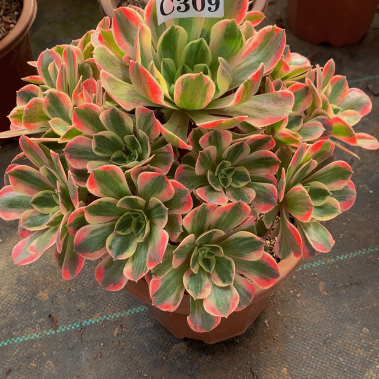 【闪购商品】309粉女妖