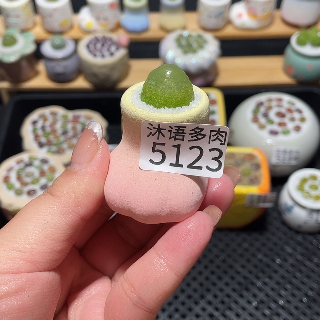 Y***U带盆土植物一物一拍5123