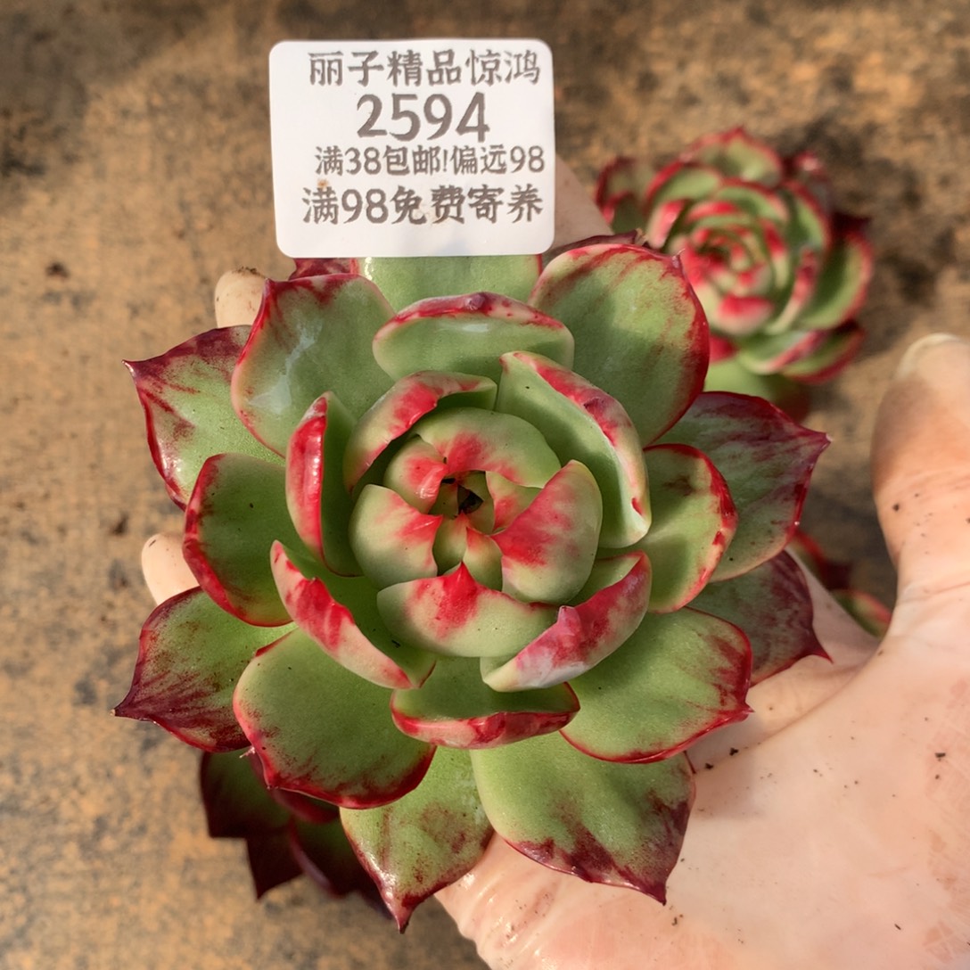 芋***卷2594号多肉植物惊鸿9