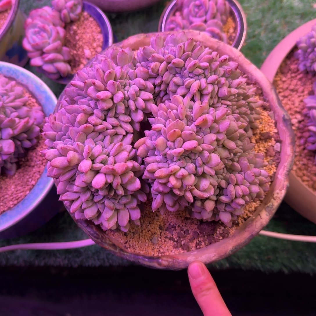 星影缀化无砍多肉