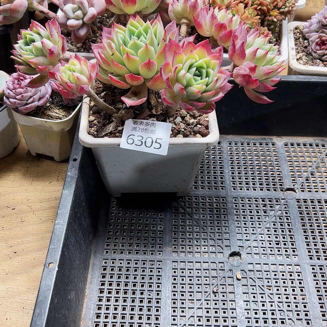 9号我们的确是一个6305