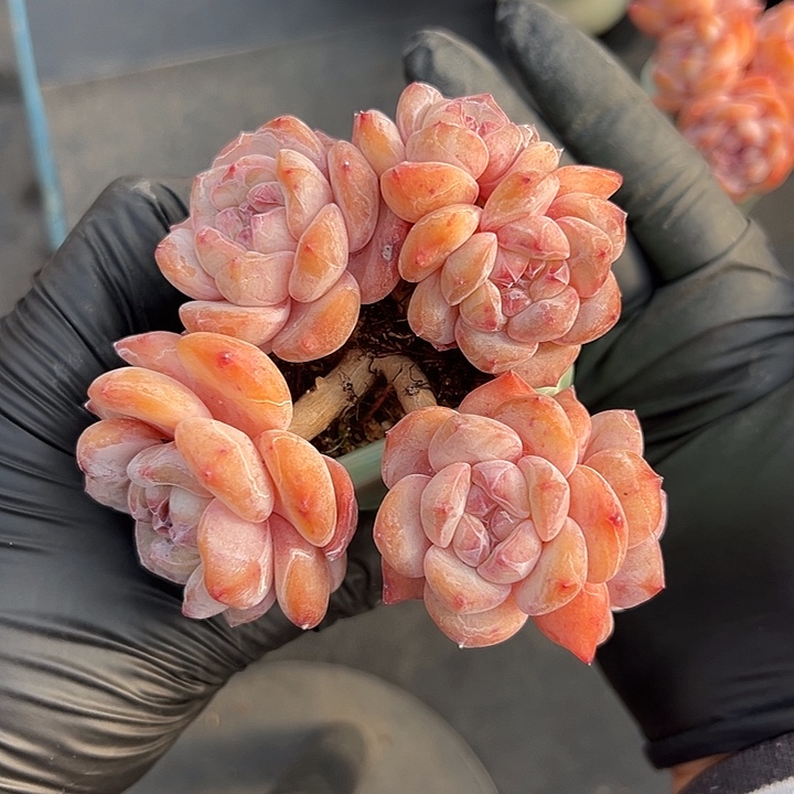 六头星影带盆发的时候