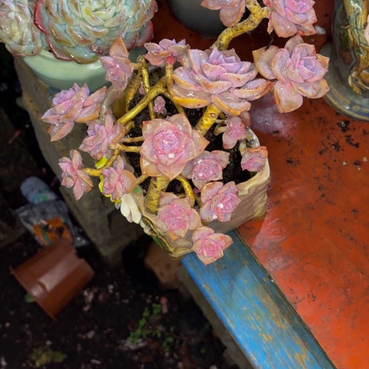 葵***花老桩精品肉肉彩虹糖