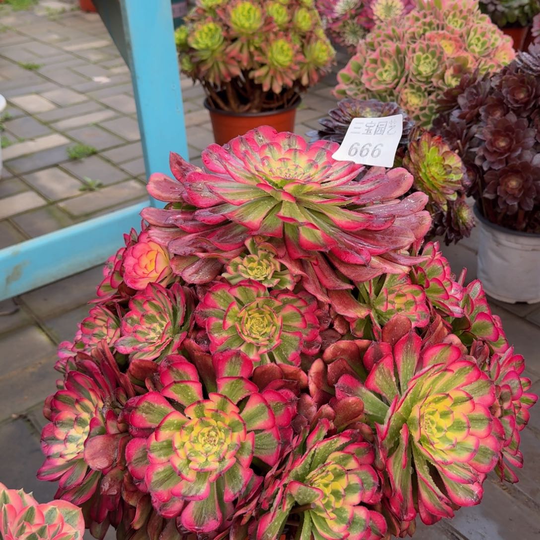 柠*多肉植物666舞天姬