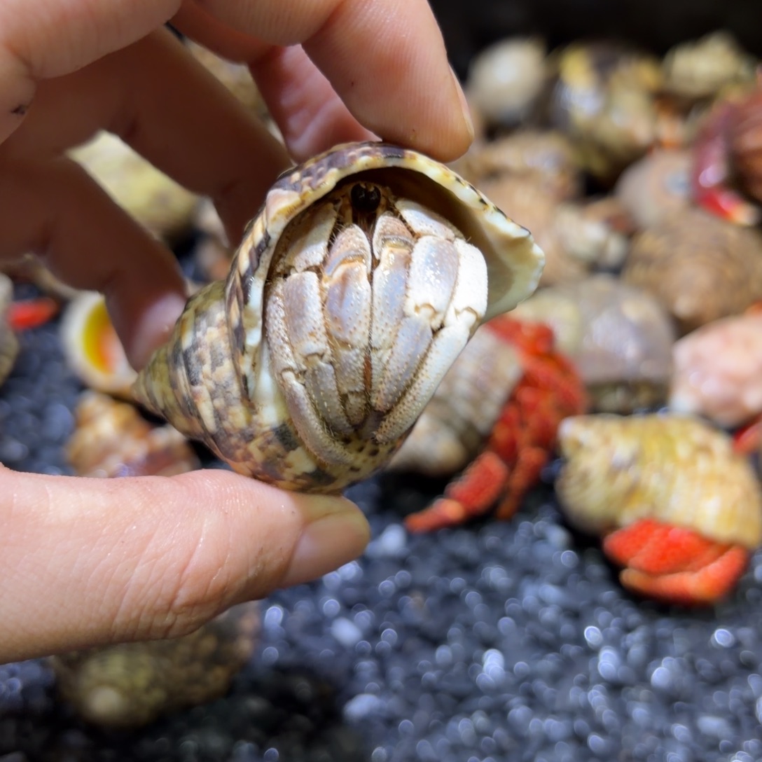 活体寄居蟹 不退不换 27