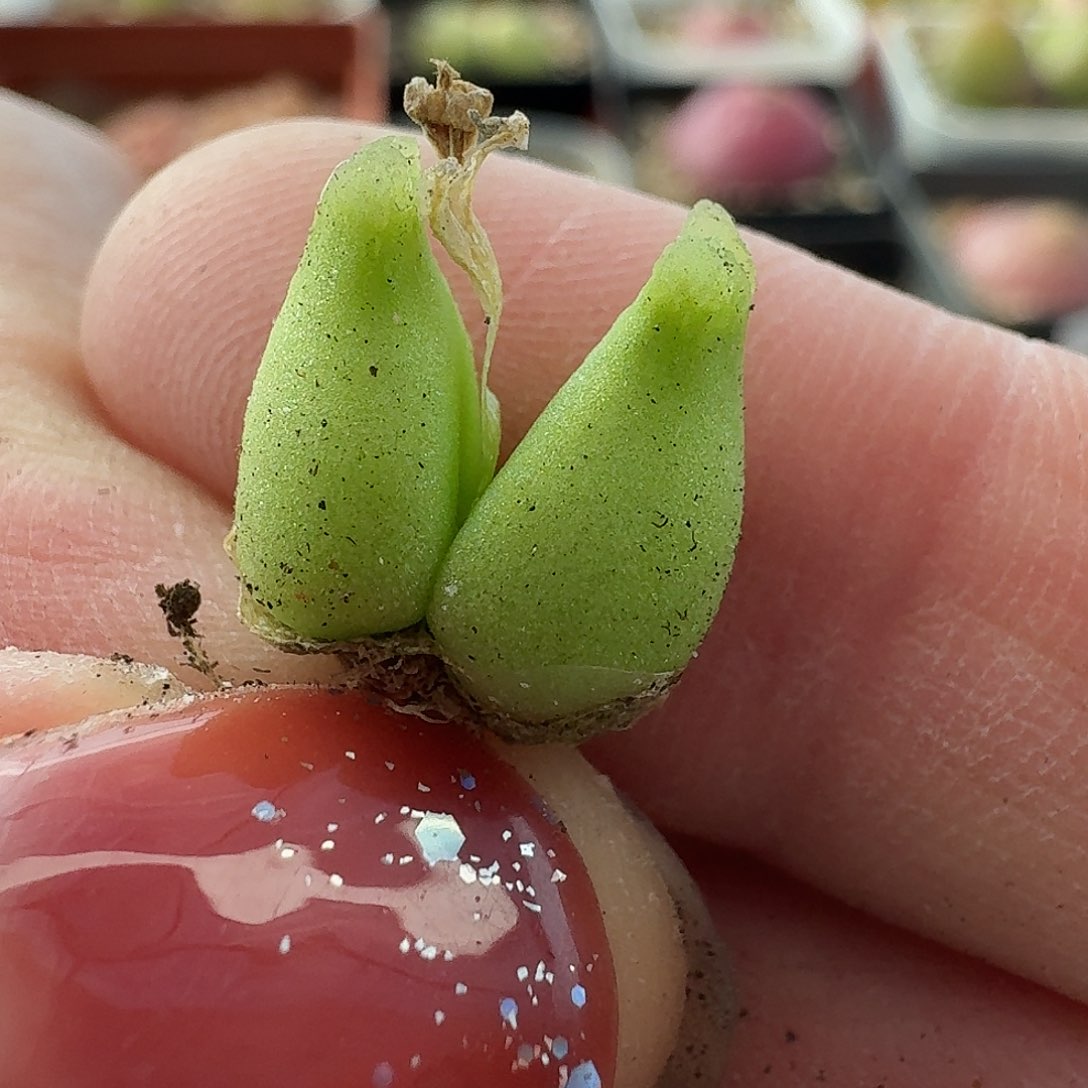 老马生石花超级奶，瓶830