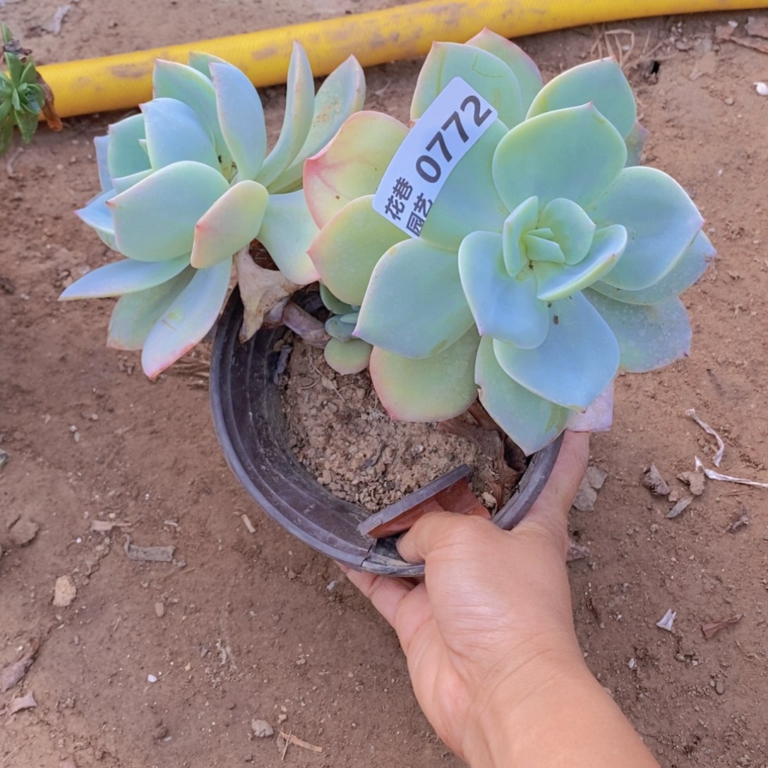 772 号一物一拍多肉植物