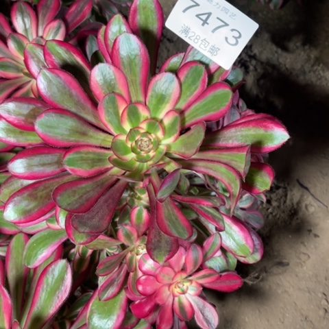 z香奈多肉多肉7473