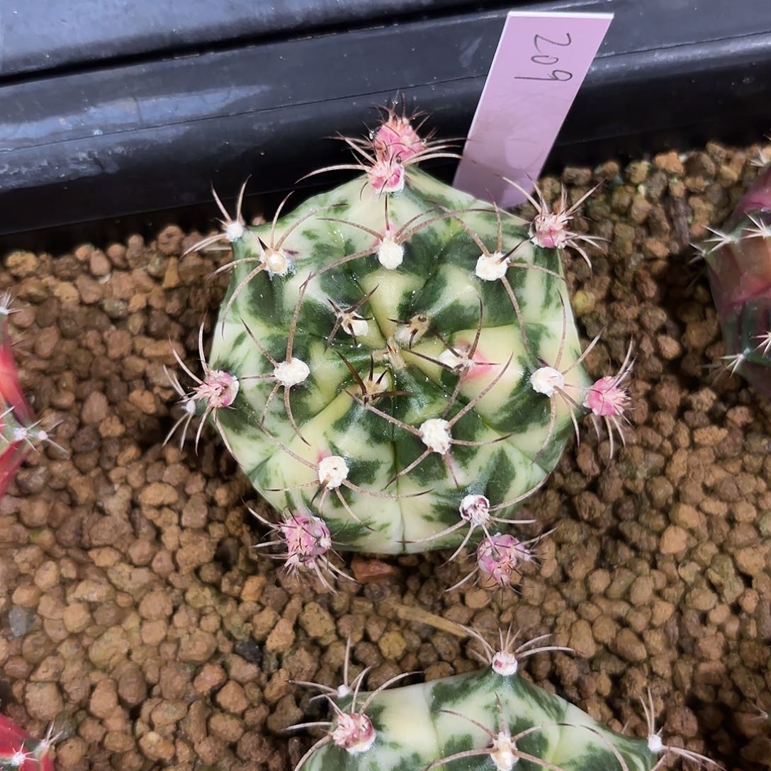 泰国米哈209-0126 TIKA