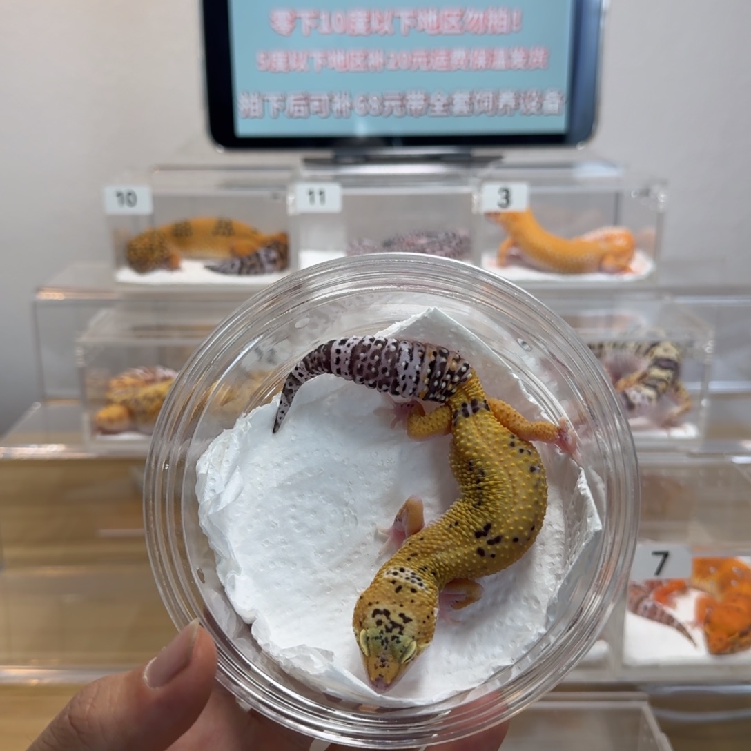 豹纹守宫雪花日蚀妹妹