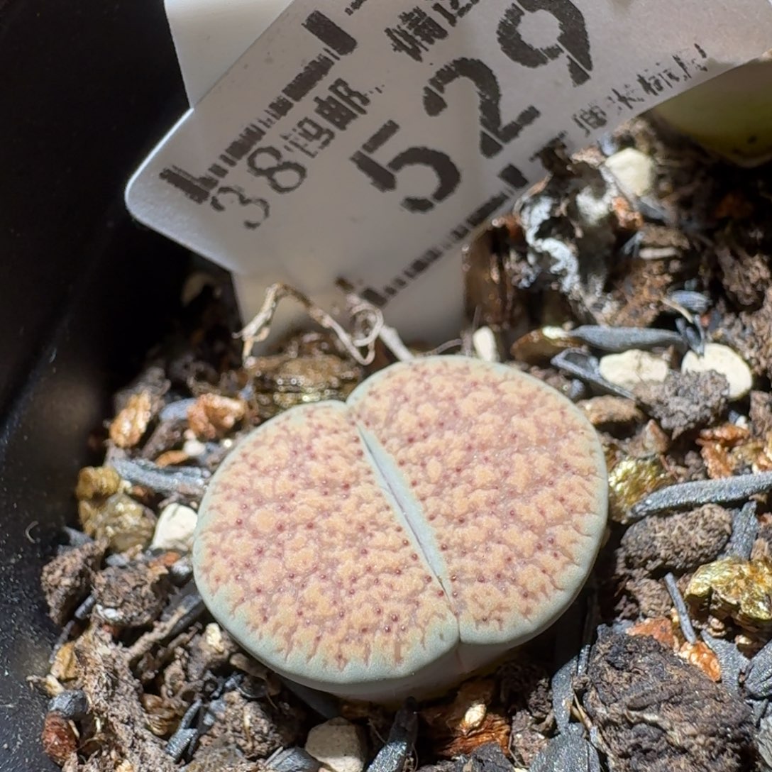 Sss精品清货价529朝贡