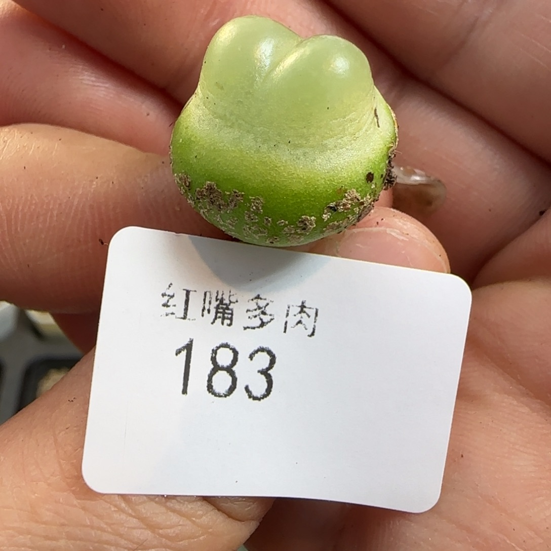 多肉植物四年拉登183号