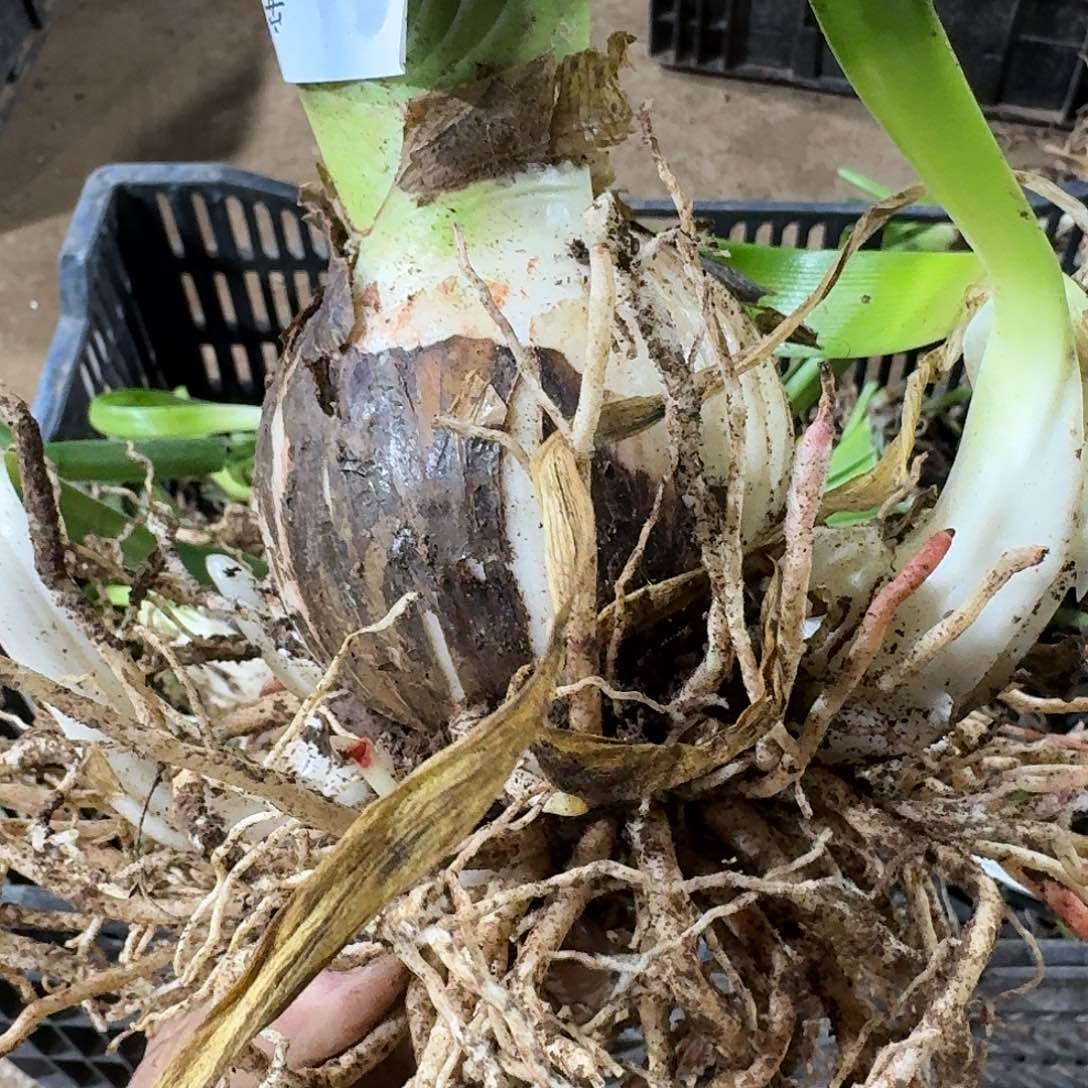 安吉拉8+带侧开花球发发