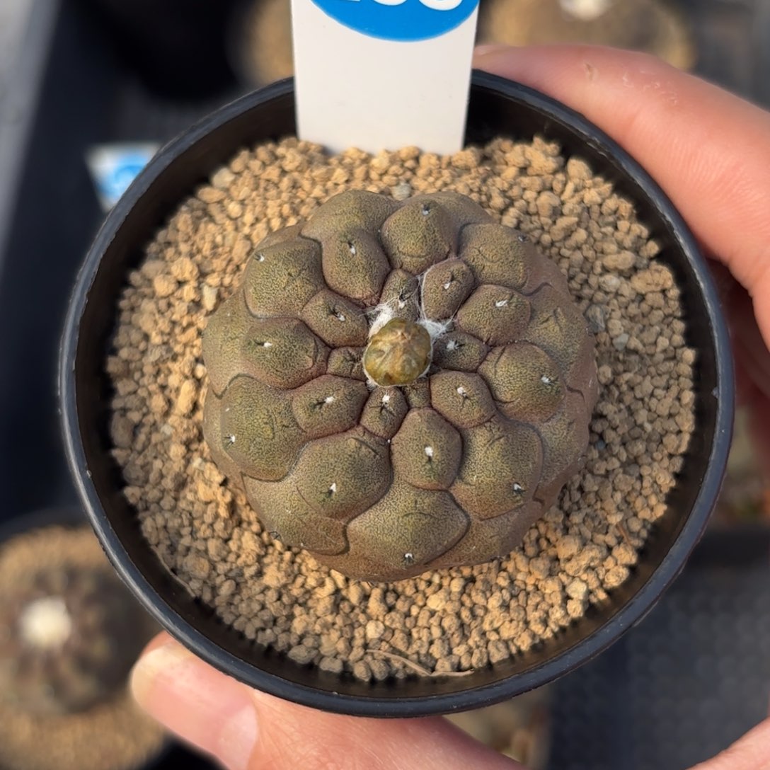 258实生蜥蜴皮带盆带土发货