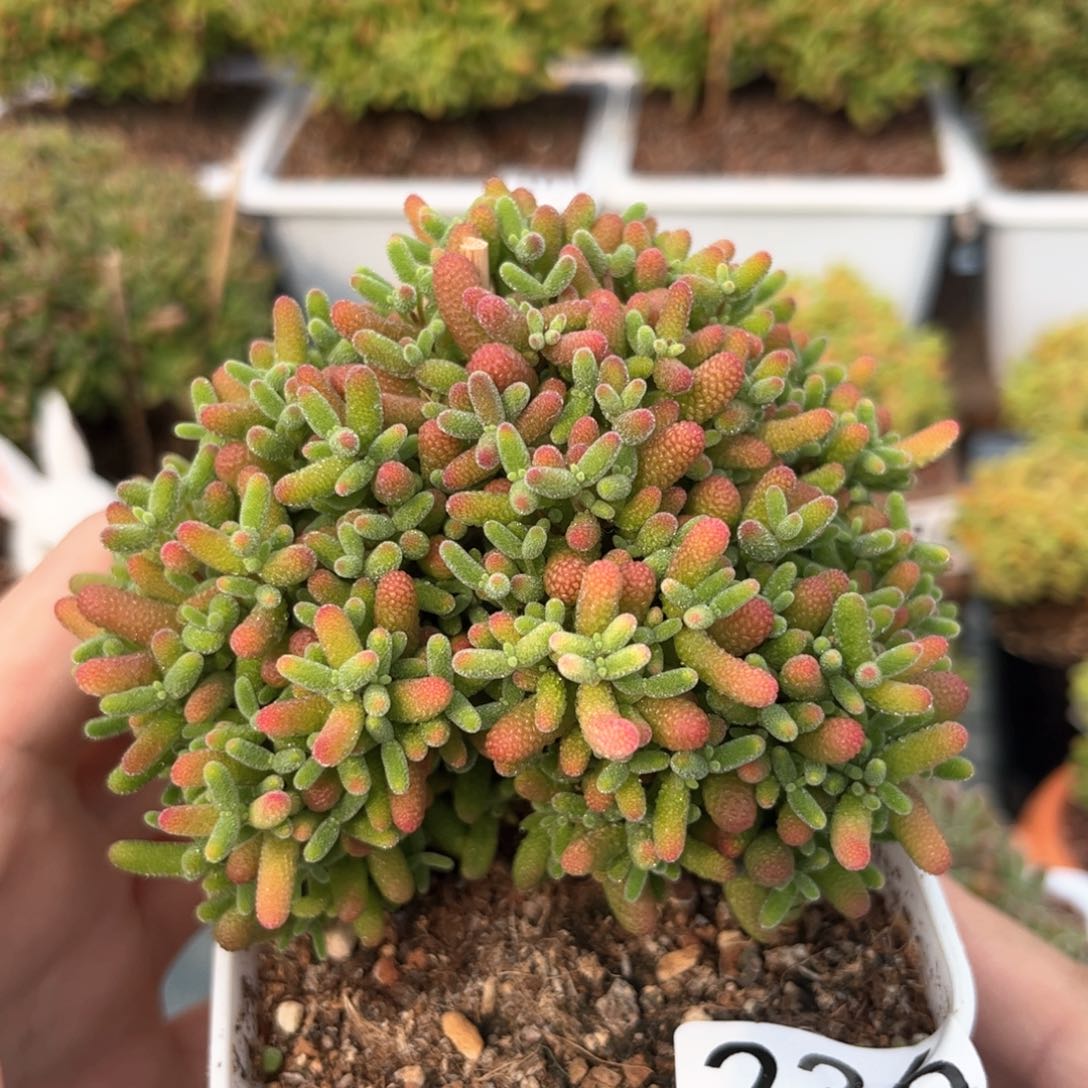 236蜜桔可爱多肉植物