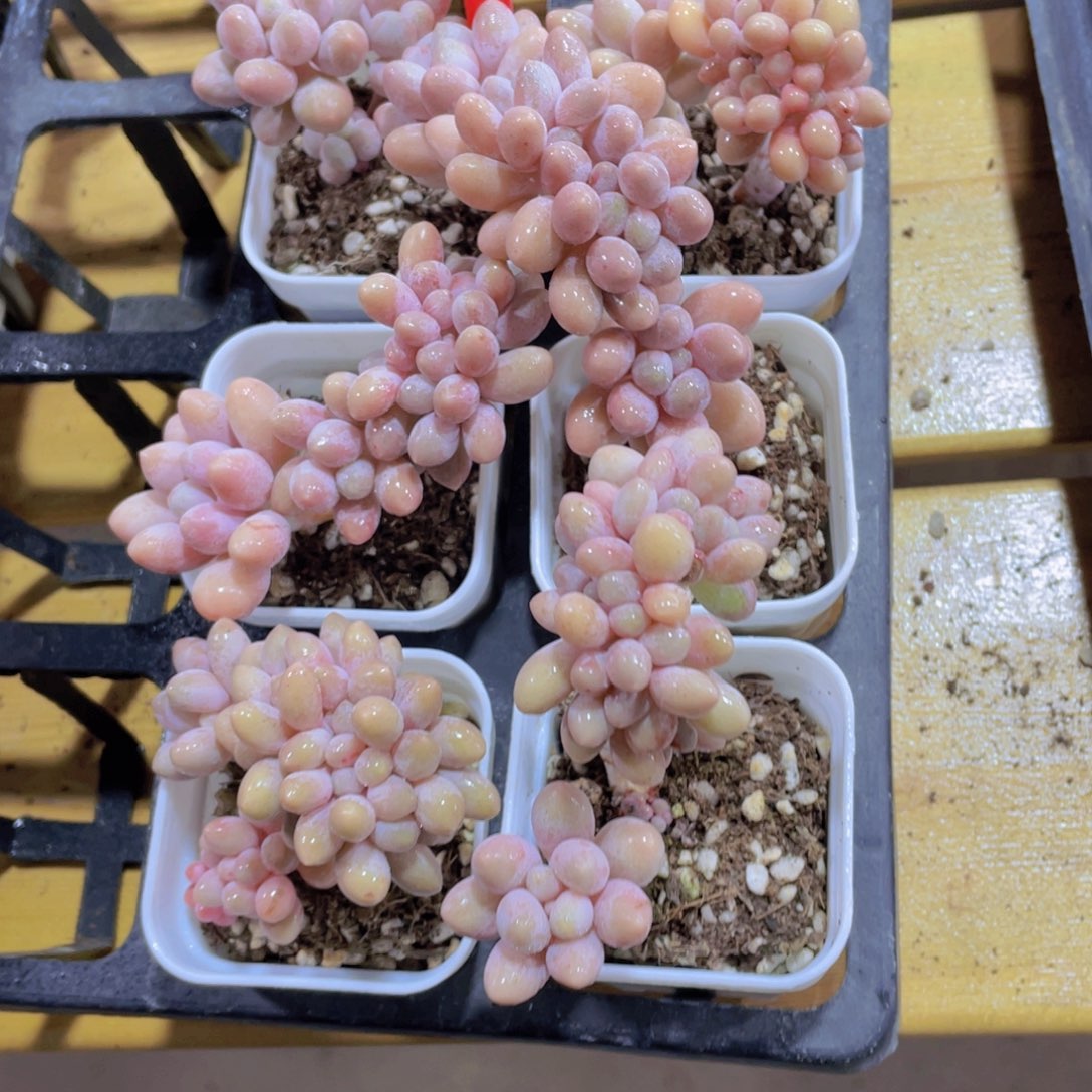770号 龙头糖心缀化一个