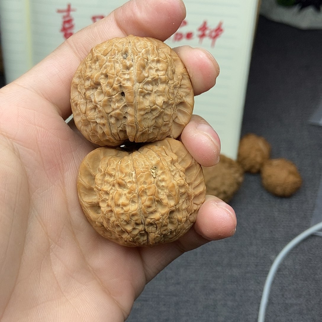 核桃血麒麟，41尺寸编号280