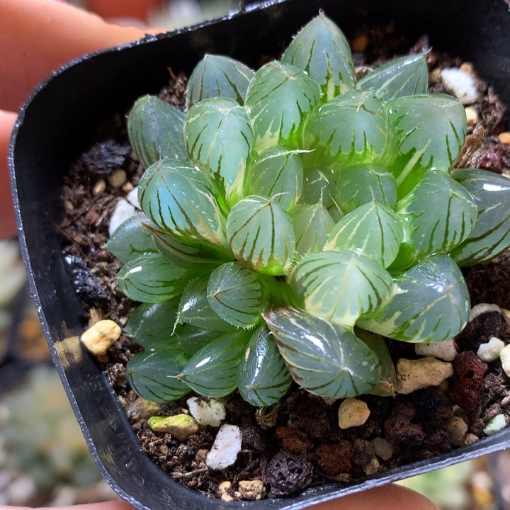 霓虹灯玉露姐带盆土发货