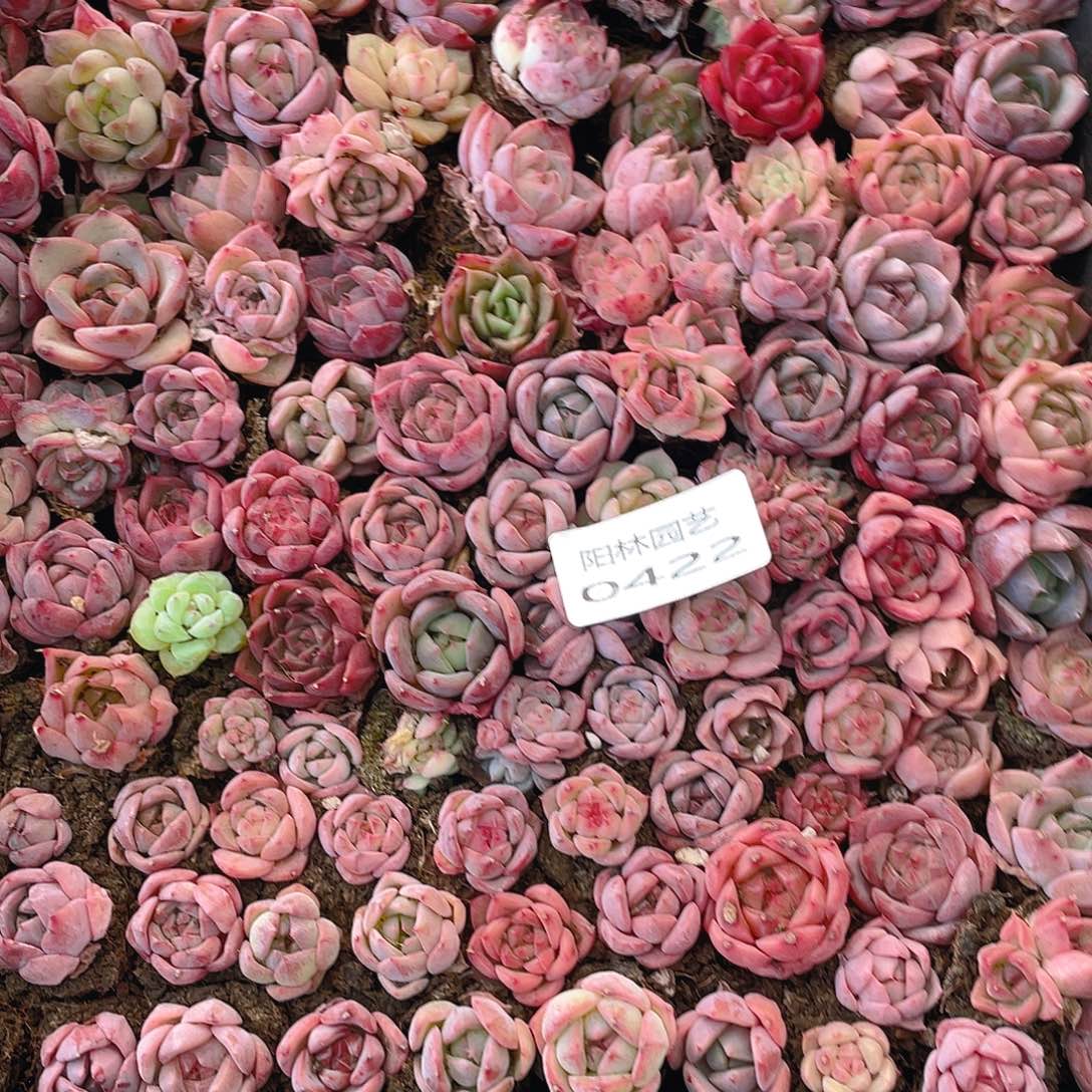 多肉植物多肉植物422