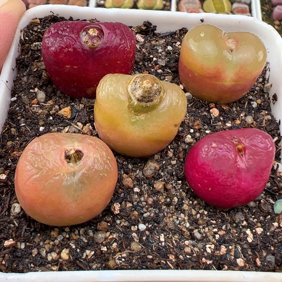 2.15好看的多肉654