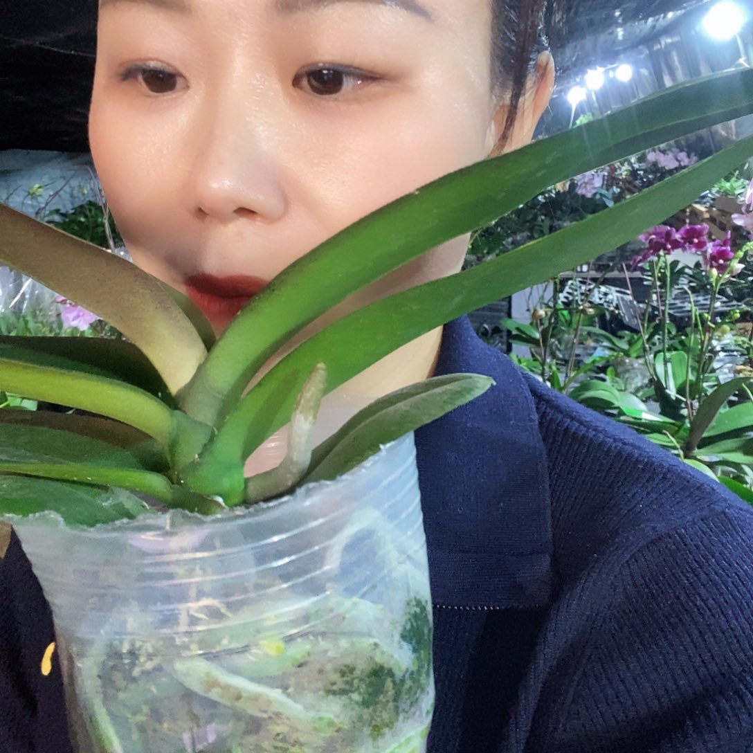 无花朵彩虹独角兽