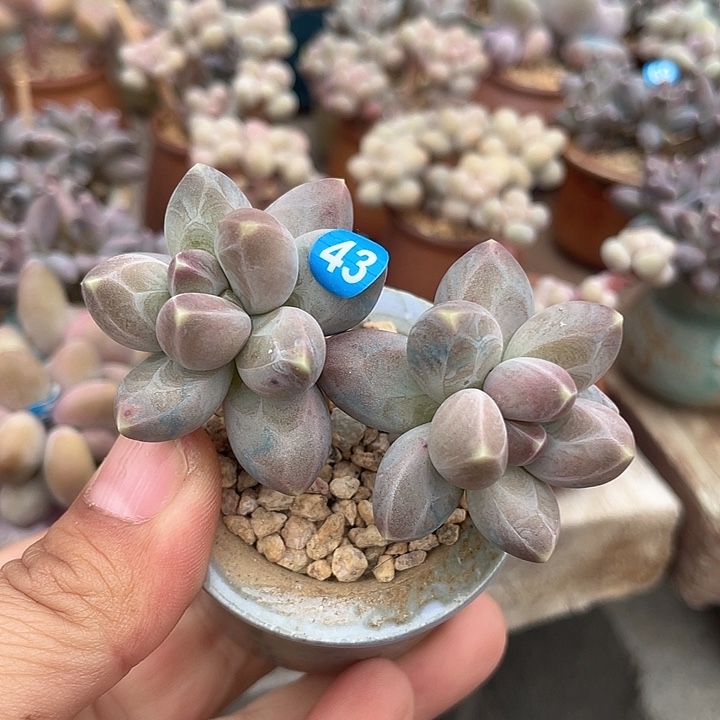 星空美人 带盆发货 4口盆