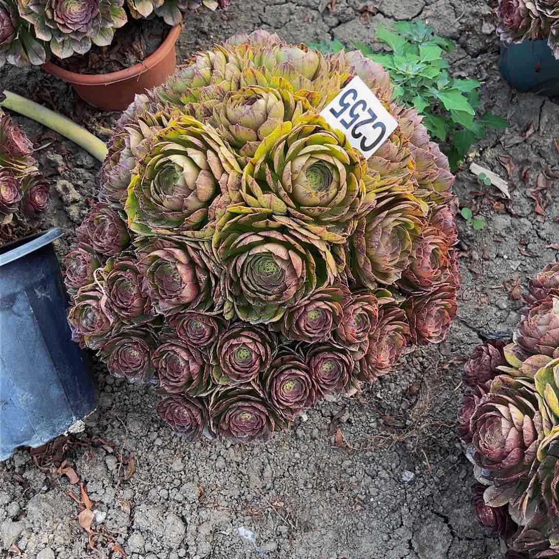 万拉丝14–28包邮法师