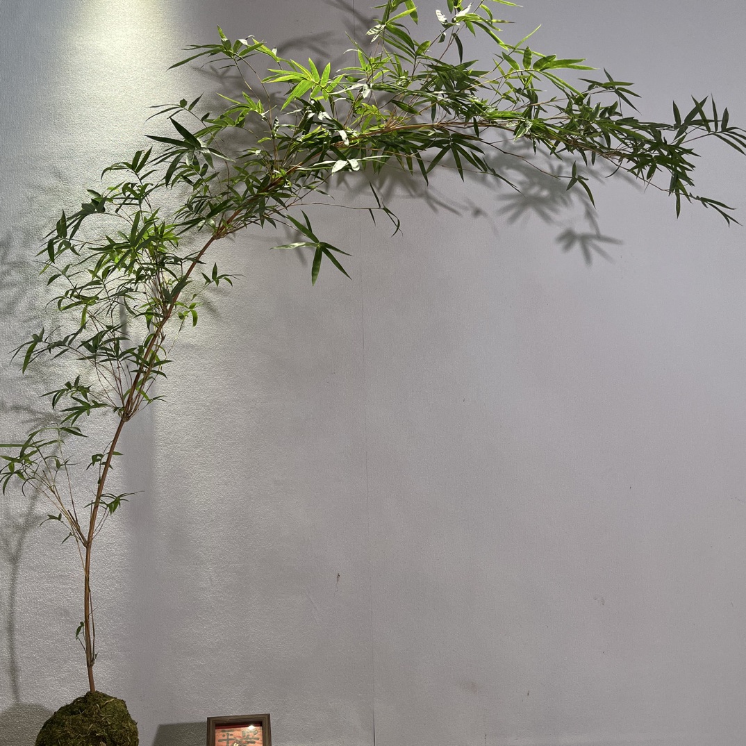 （一物一拍）高飘枝红观音竹室内水培苔藓球观赏绿植盆栽四季常青