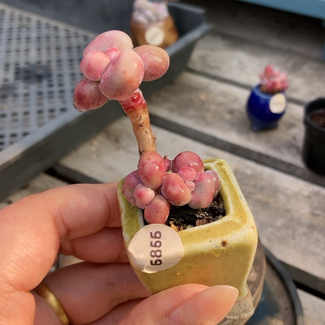 5855糖果腰子蛋带盆土