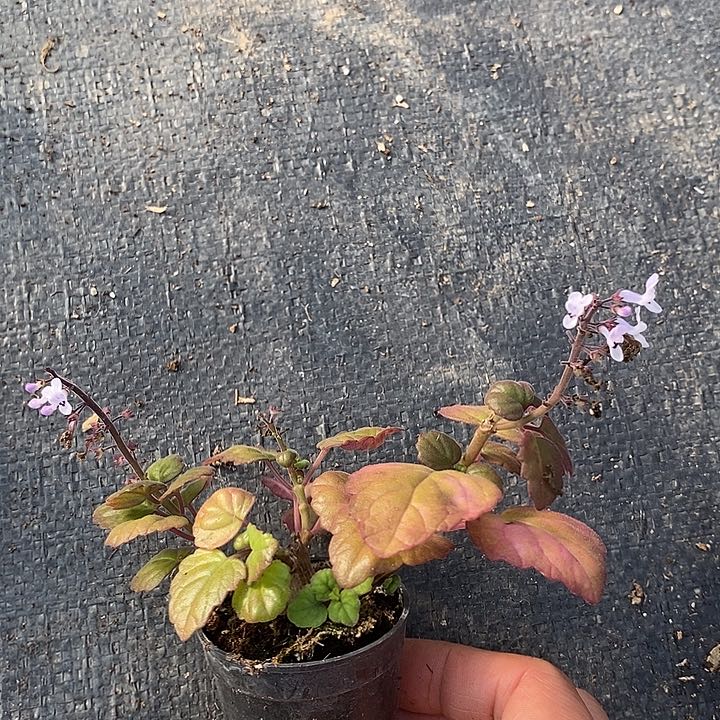 840爱是延命草一一一一一