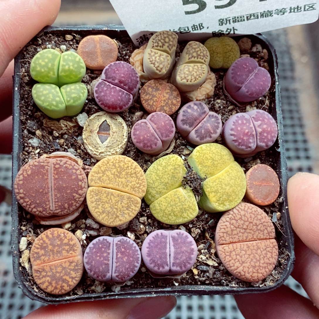 我的小姐姐们都是594