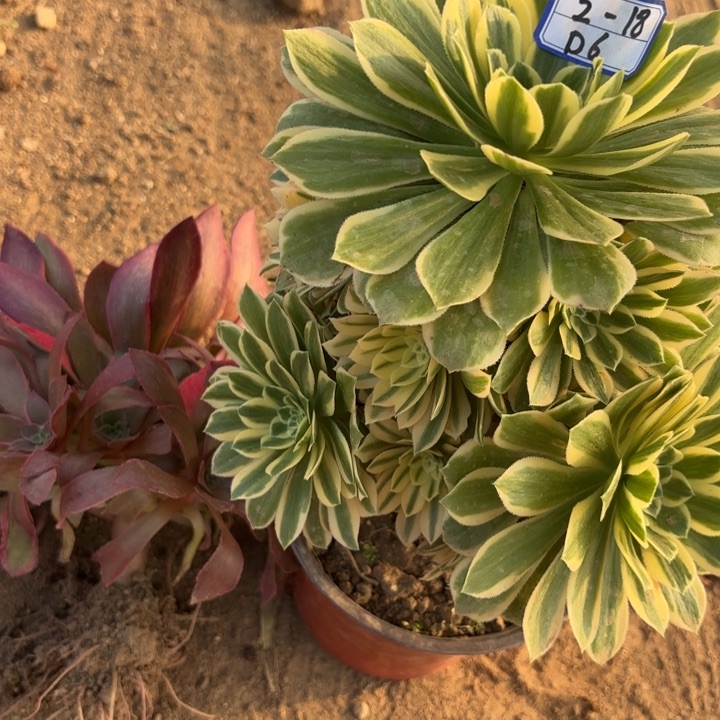 两颗一起多肉断枝不包6