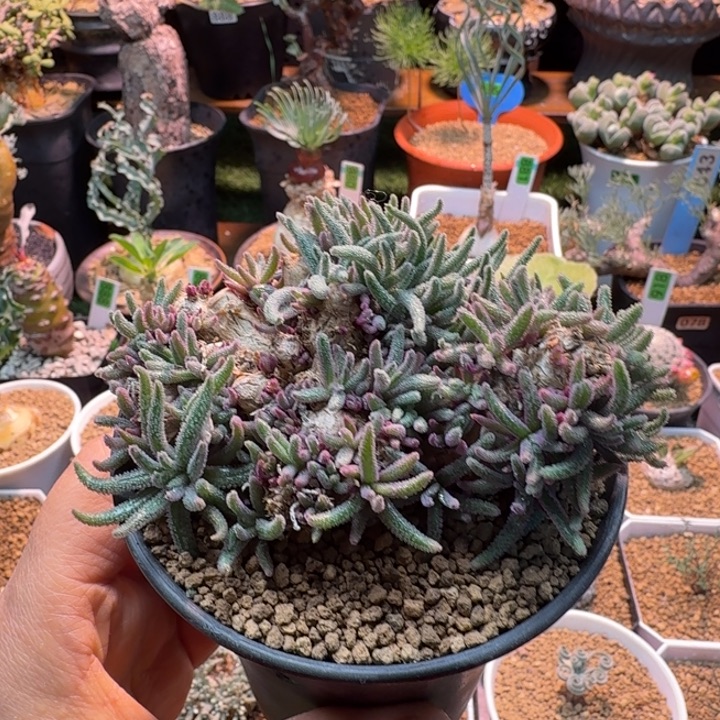 老桩天赐981 仙人掌