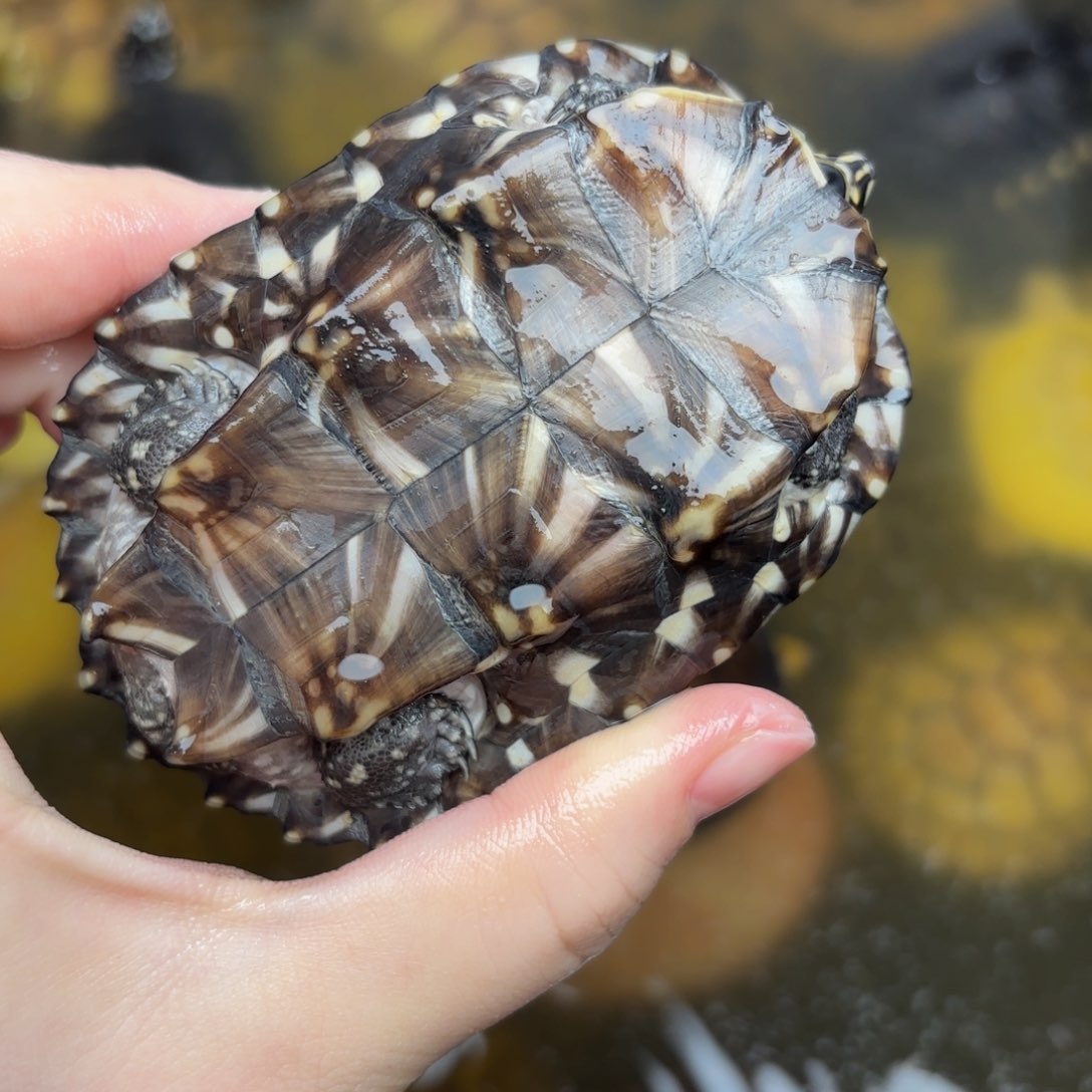 母9+大斑点157号