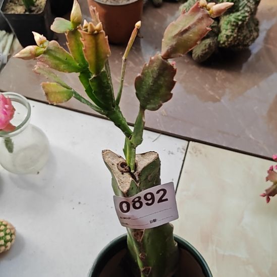 荷花仙子嫁接零度之上包邮892